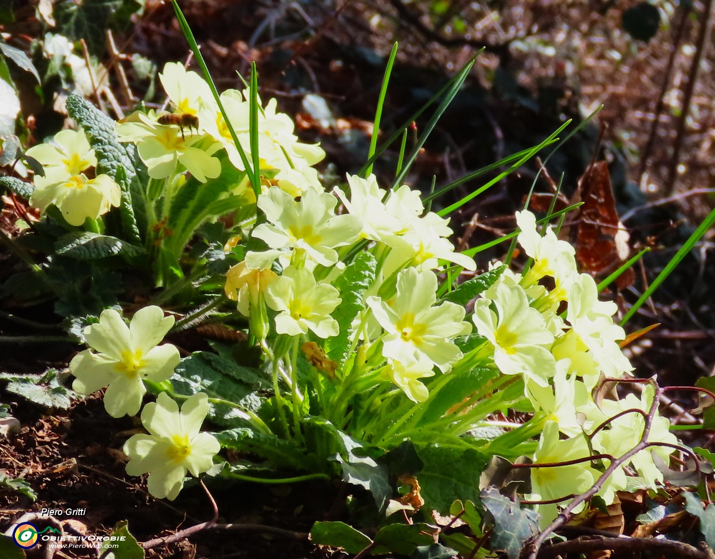 02 Primula vulgaris - Primula comune.JPG